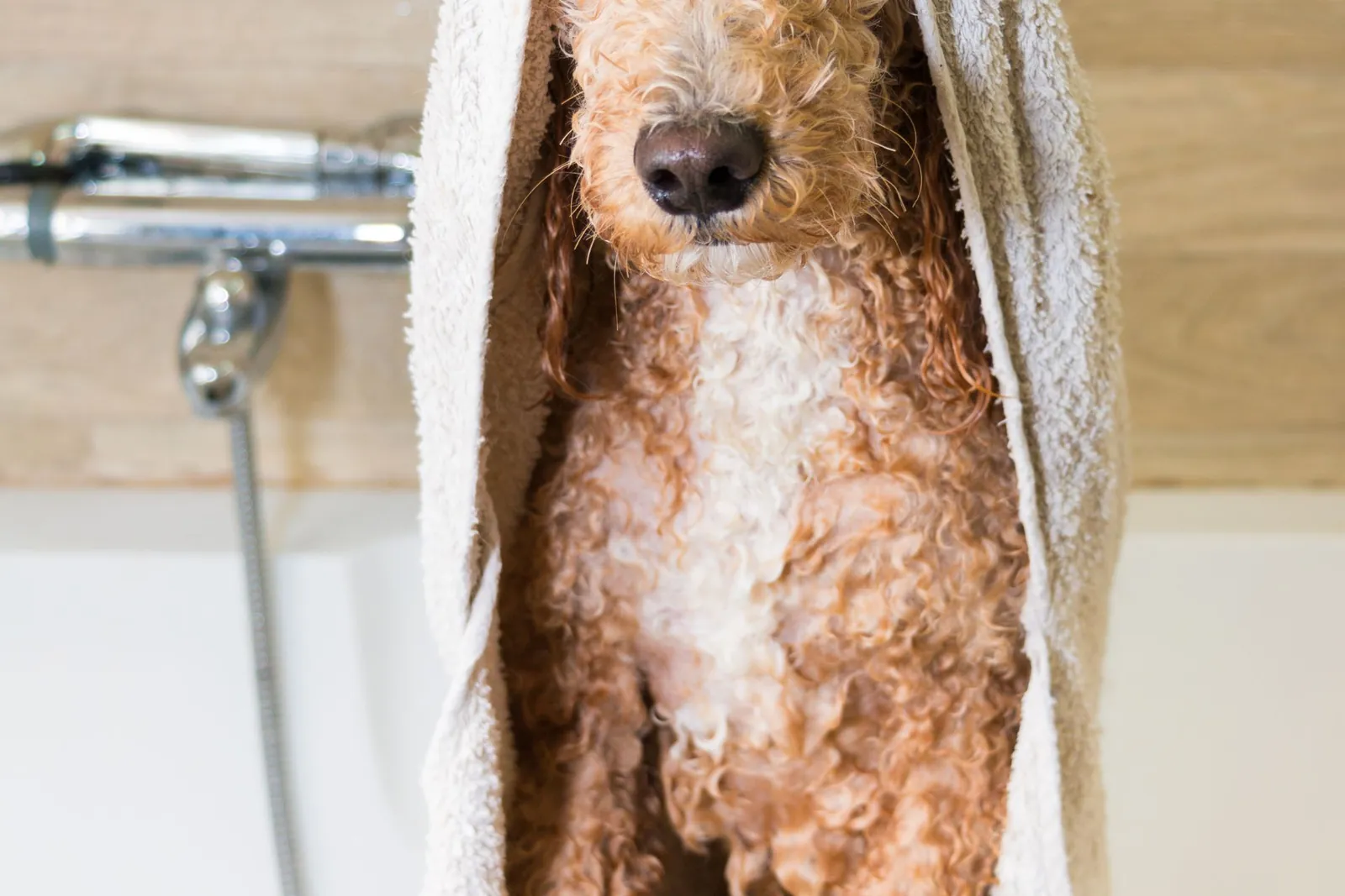 Dog Bathing in Chino