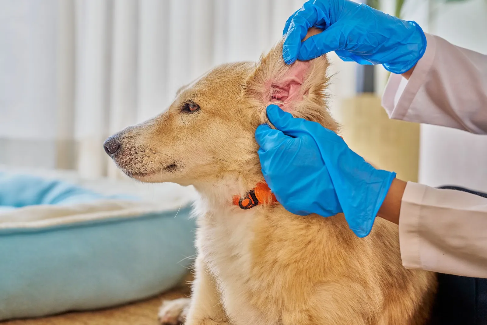 Ear Cleaning in Chino