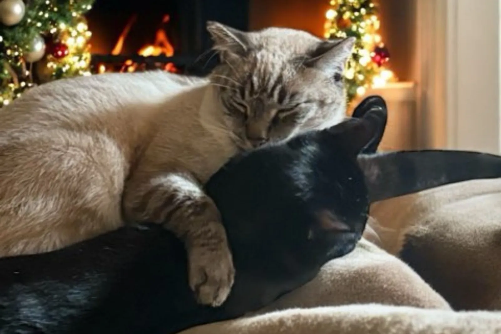Cat Grooming in Chino