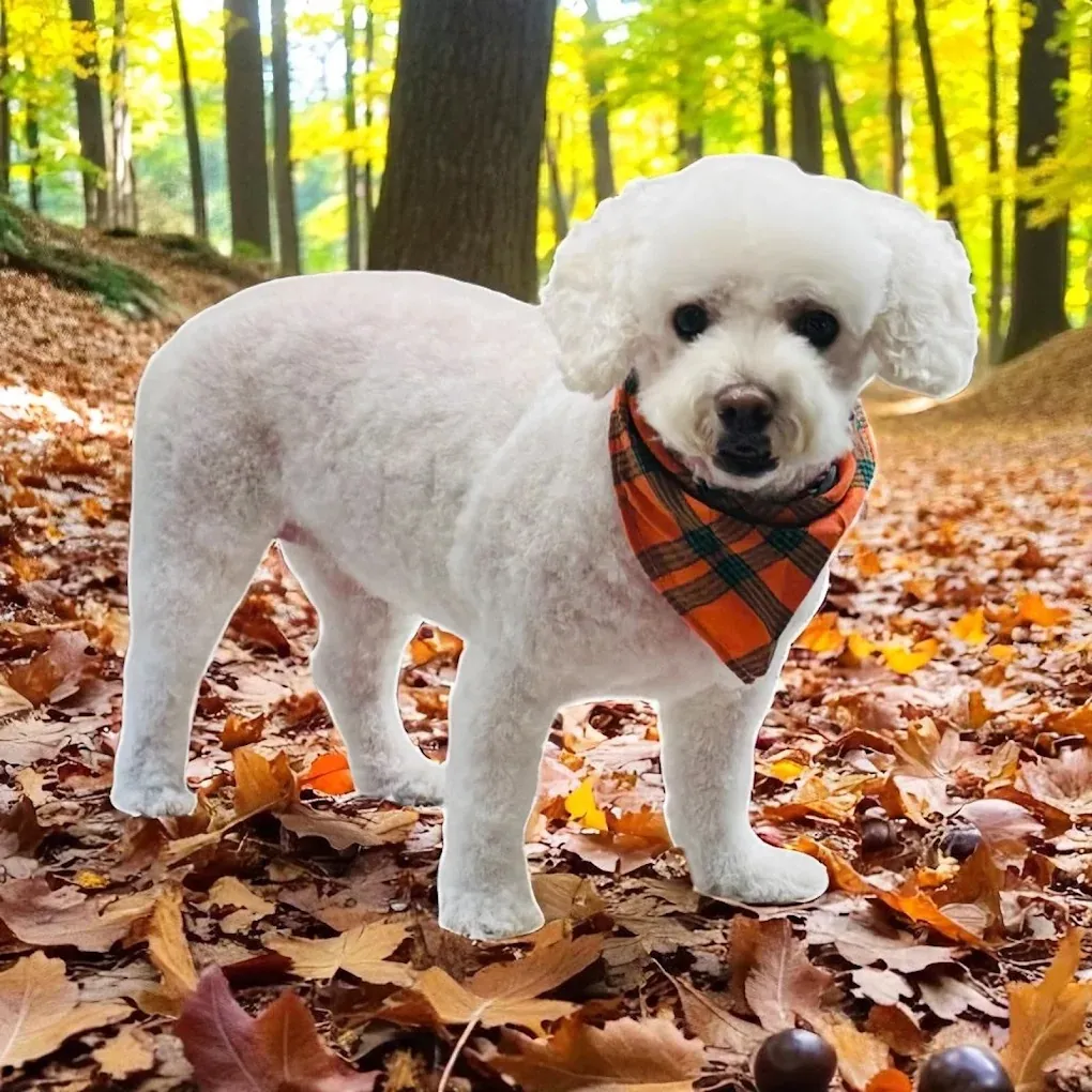 Mobile pet grooming by Loving Lather in Chino Hills
