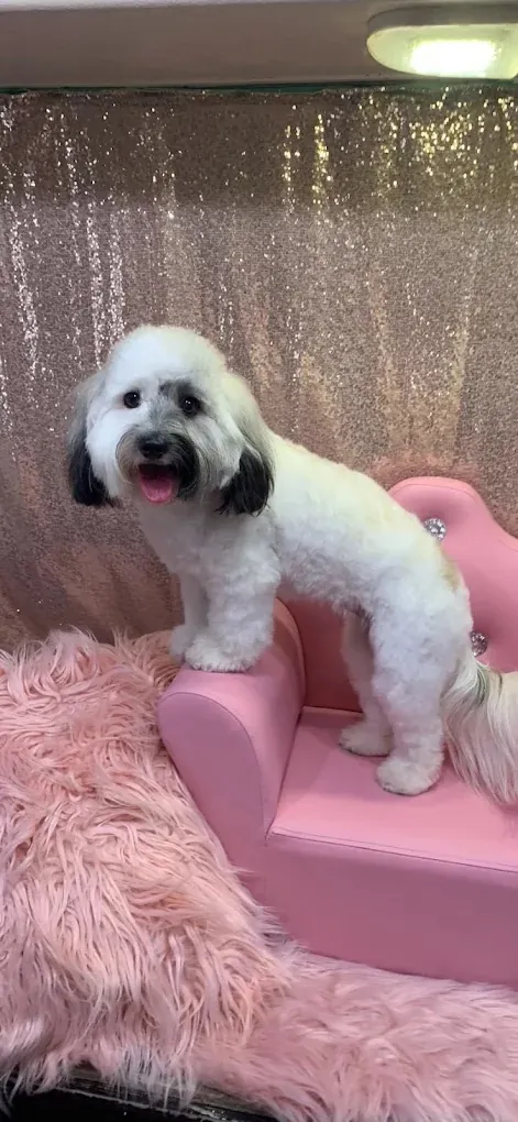 Mobile pet grooming by Loving Lather in Chino Hills