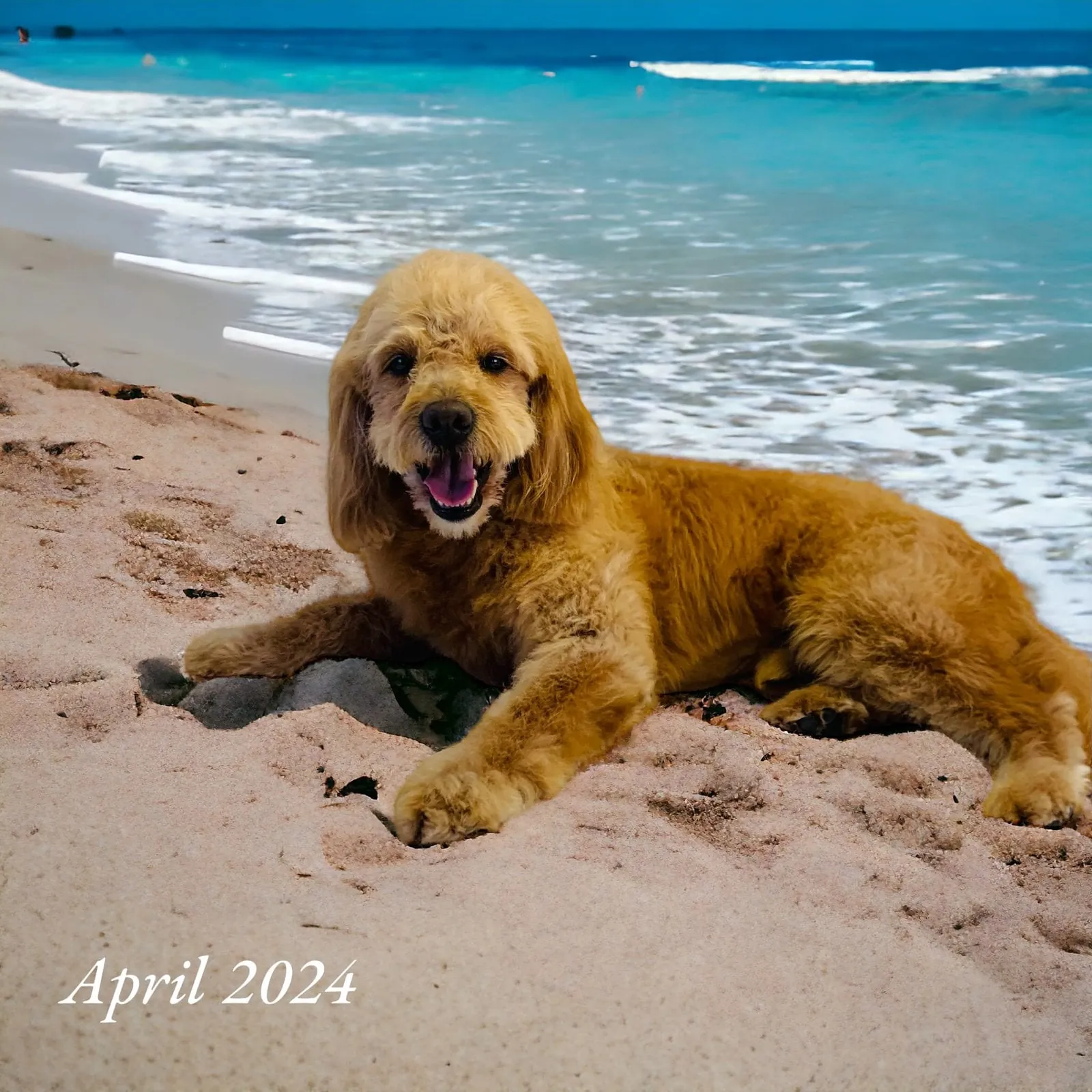 Mobile pet grooming by Loving Lather in Chino Hills