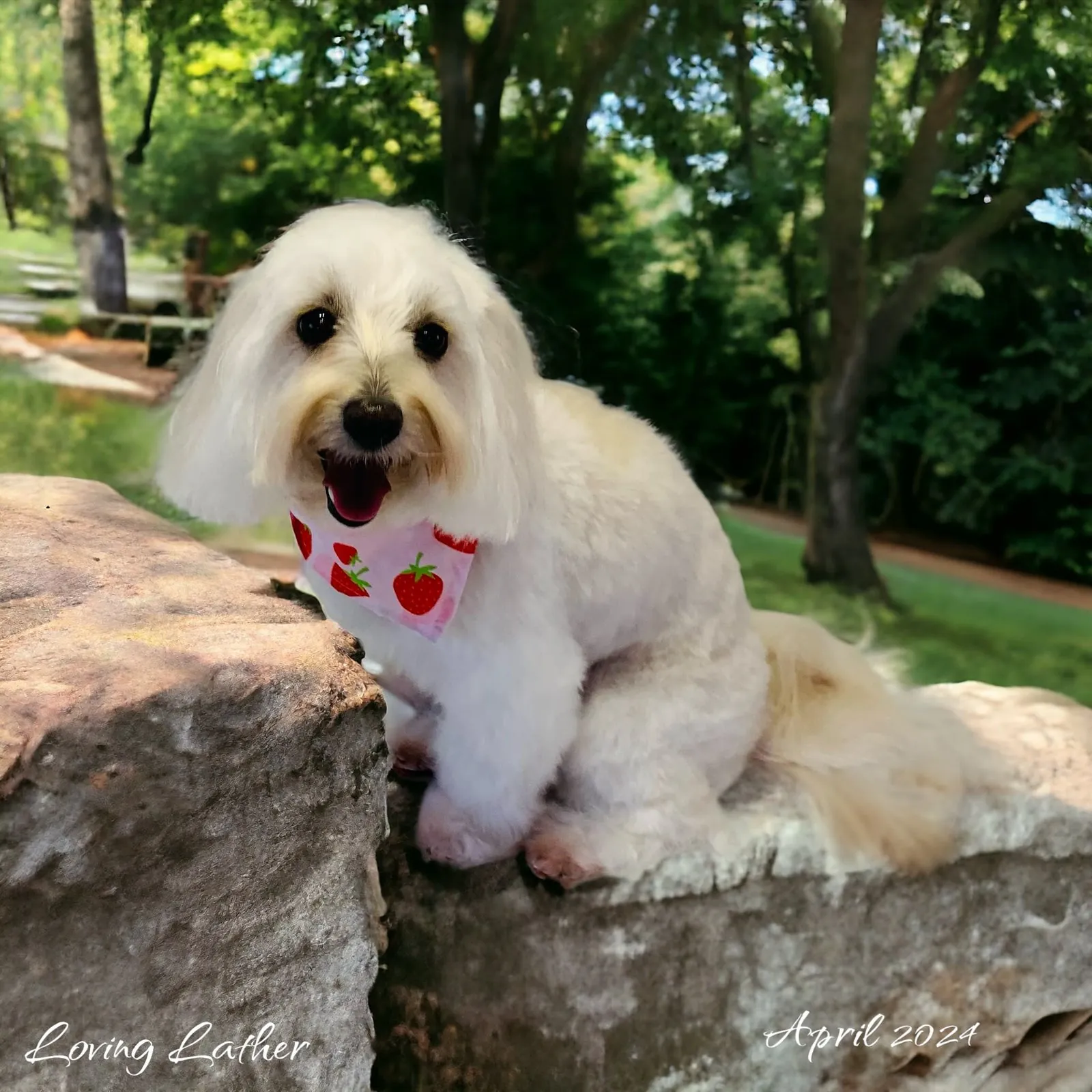 Mobile pet grooming by Loving Lather in Chino Hills